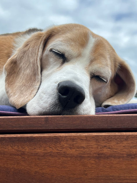 Sleepy Beagle.jpeg