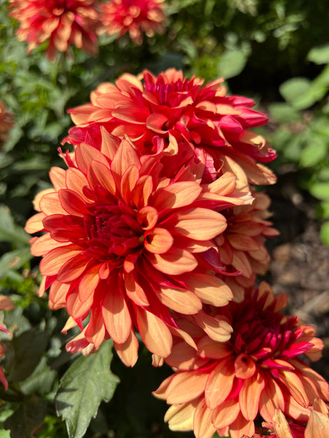 Dahlia.jpeg