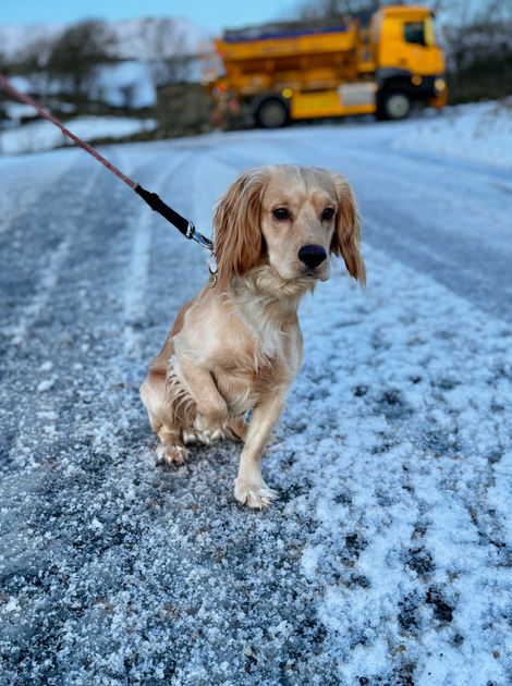 Curious Snow Spaniel.jpeg