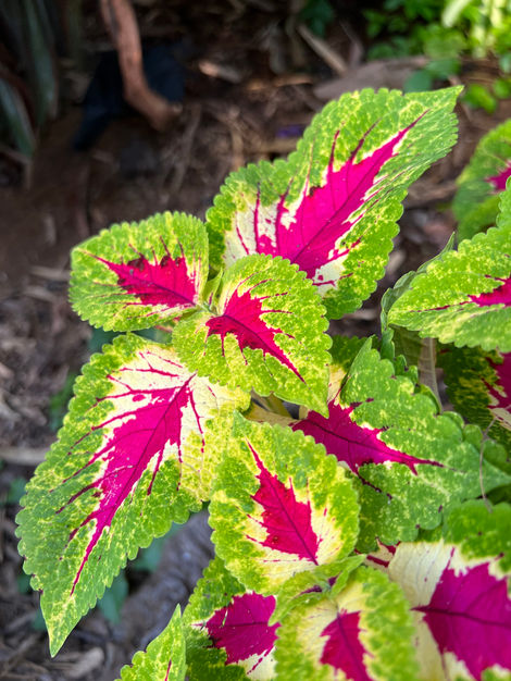 Coleus.jpeg