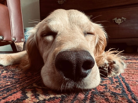 Sleepy Spaniel.jpeg