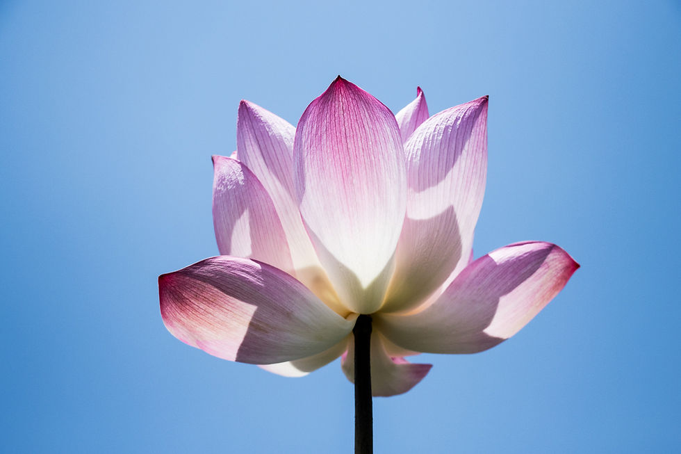 Low-angle photo of a white and pink lotus flower blooming against a clear blue sky, showcasing how altered perspective in flower photography can mimic dynamic street angles.