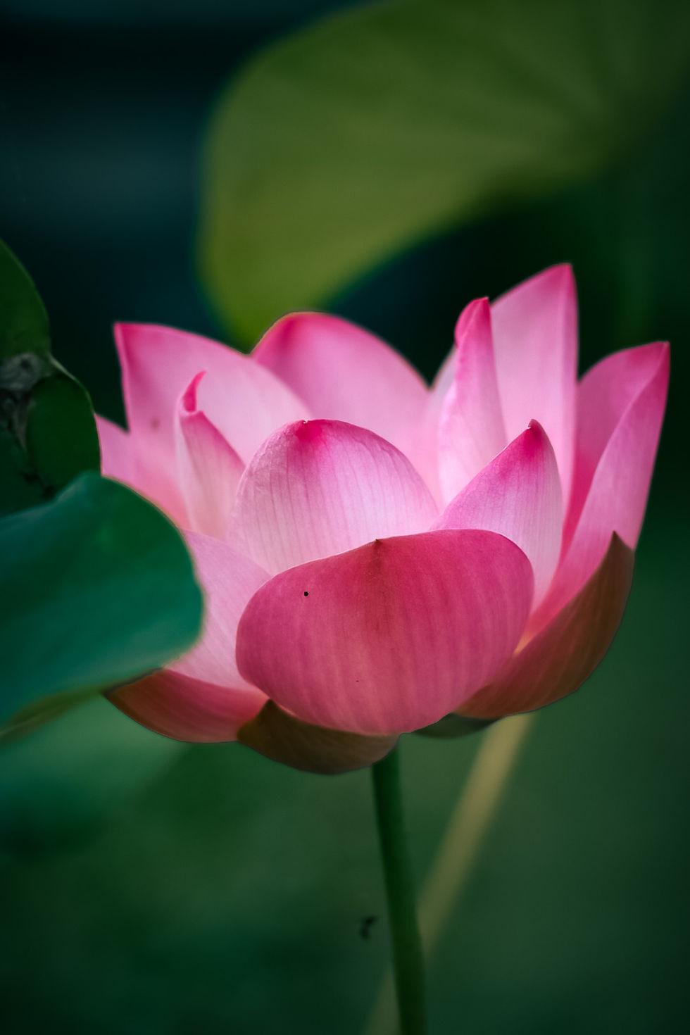 Single pink lotus flower blooming with soft green leaves in the background, portraying calm elegance and minimalistic framing in natural flower photography.