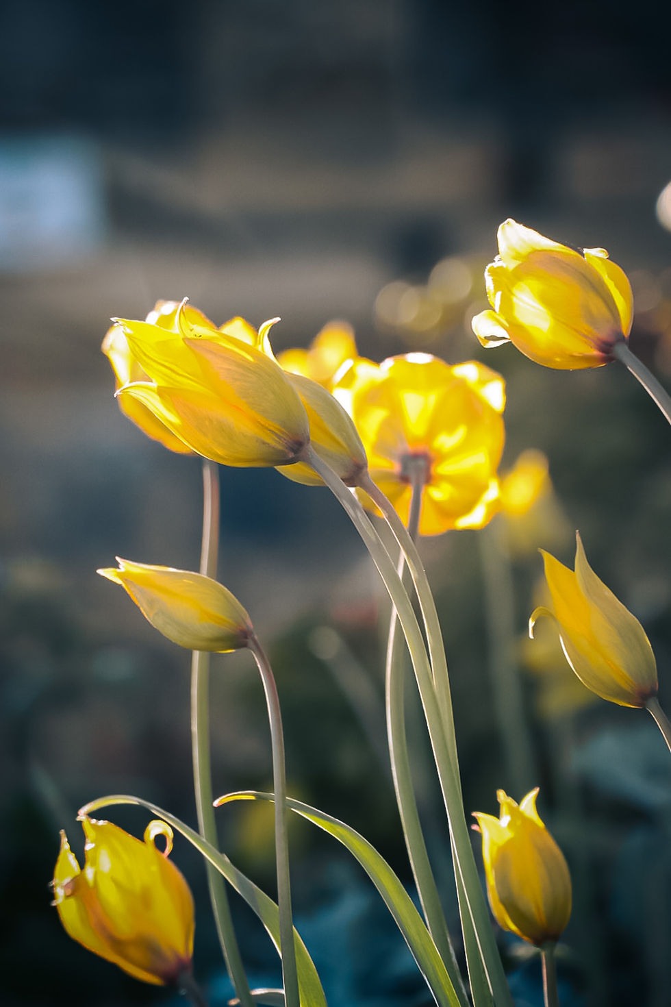 Yellow tulips softly backlit by golden sunlight, emphasizing the use of directional natural light in flower photography similar to urban golden hour shots.