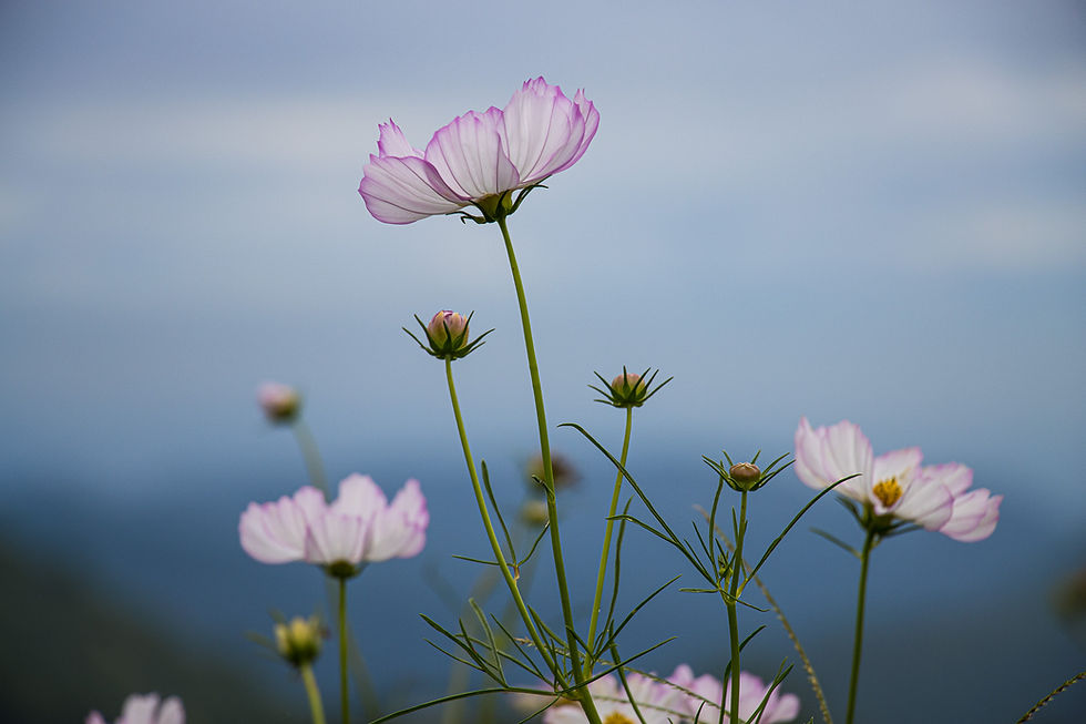 Low-angle shot of light pink cosmos flowers set against a soft blue sky, showing how changing perspective in flower photography mimics street photography techniques.