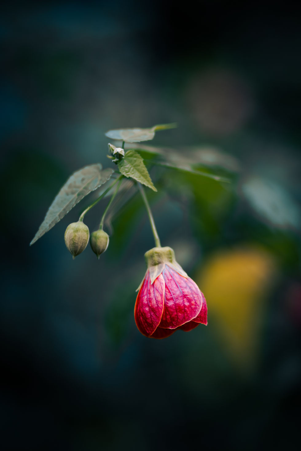 Delicate red flower with textured petals hanging downward, flanked by two buds and green leaves, photographed with a dark blurred background to emphasize subject isolation in street-style flower photography.