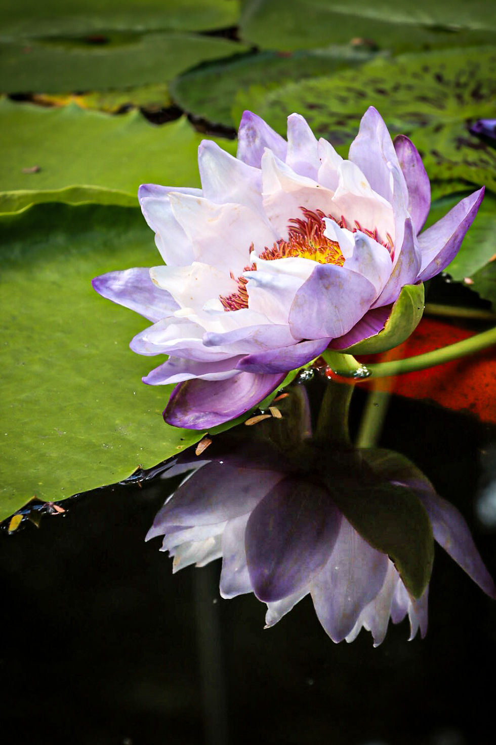 Purple water lily blooming on a pond with a clear reflection in the dark water, surrounded by green lily pads, capturing depth and visual storytelling in flower photography without a macro lens.