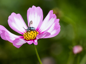 Macro shot of a pink cosmos flower with a vividly striped bee perched on its yellow center, combining vibrant color contrast and sharp focus in natural light.