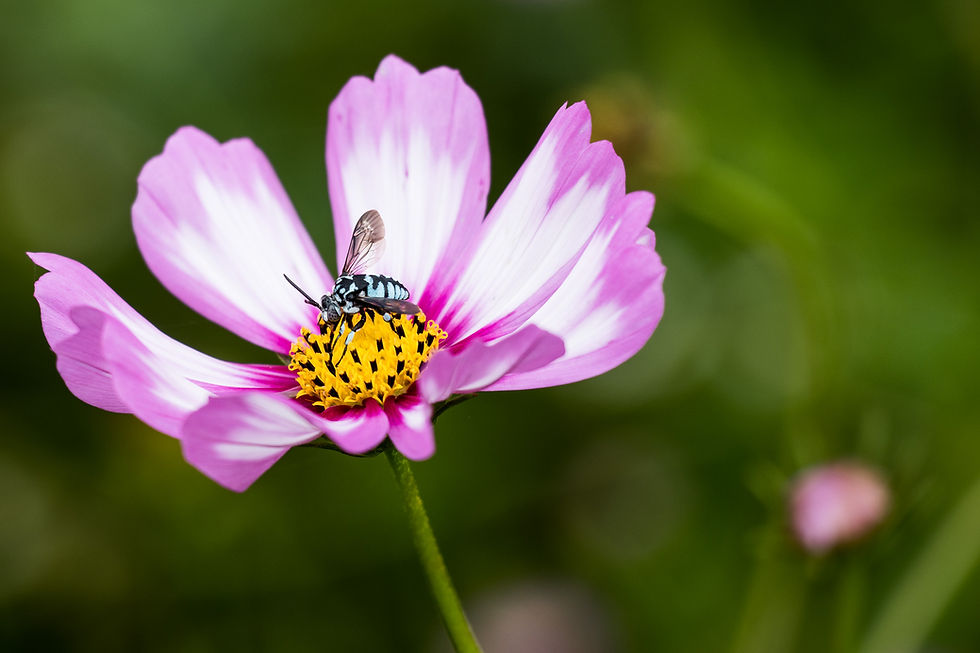 shot of a pink cosmos flower with a vividly striped bee perched on its yellow center, combining vibrant color contrast and sharp focus in natural light.