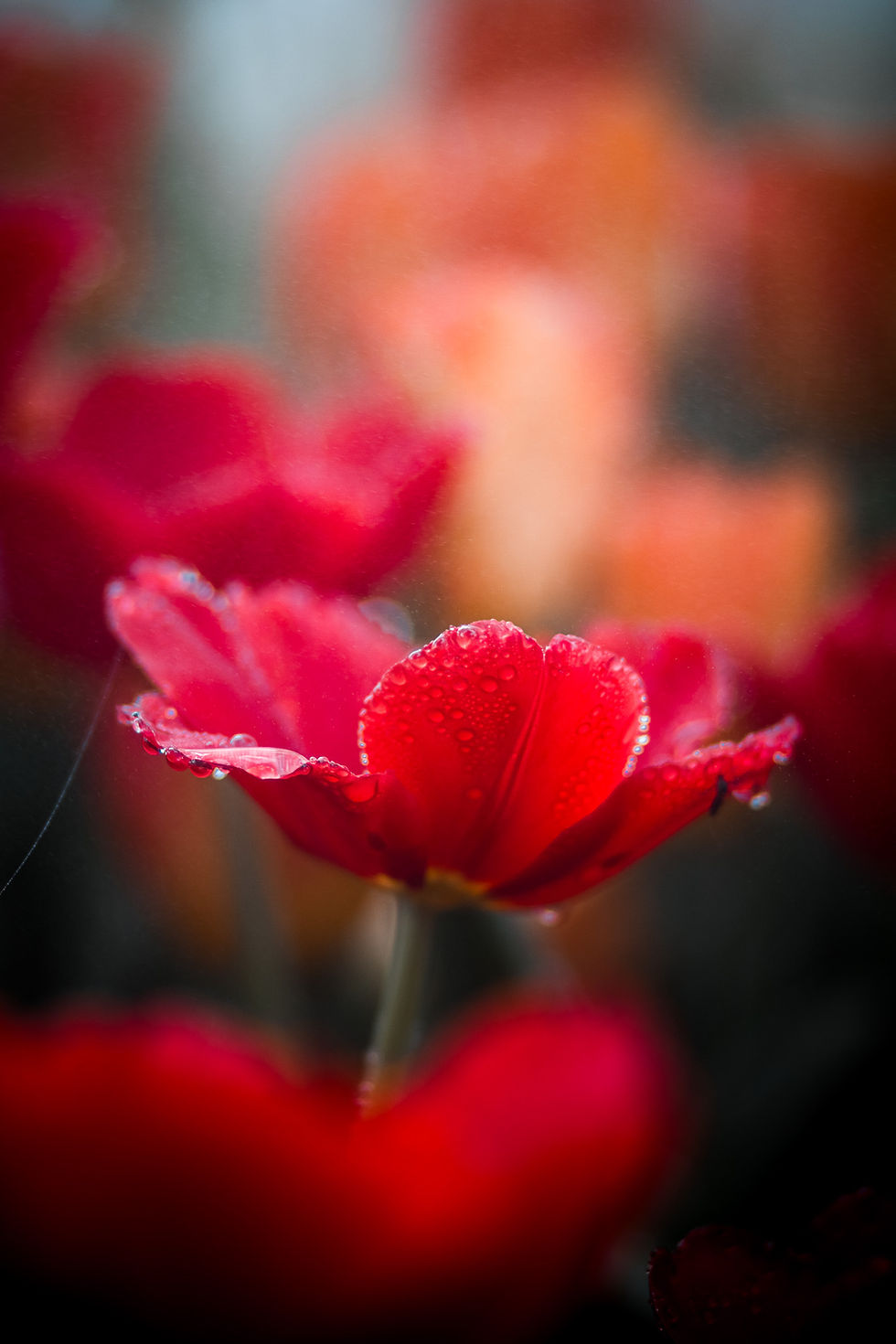 Close-up of a red tulip covered in raindrops with a blurred background of orange and red tones, showcasing emotion-driven flower photography with shallow depth of field and natural light.