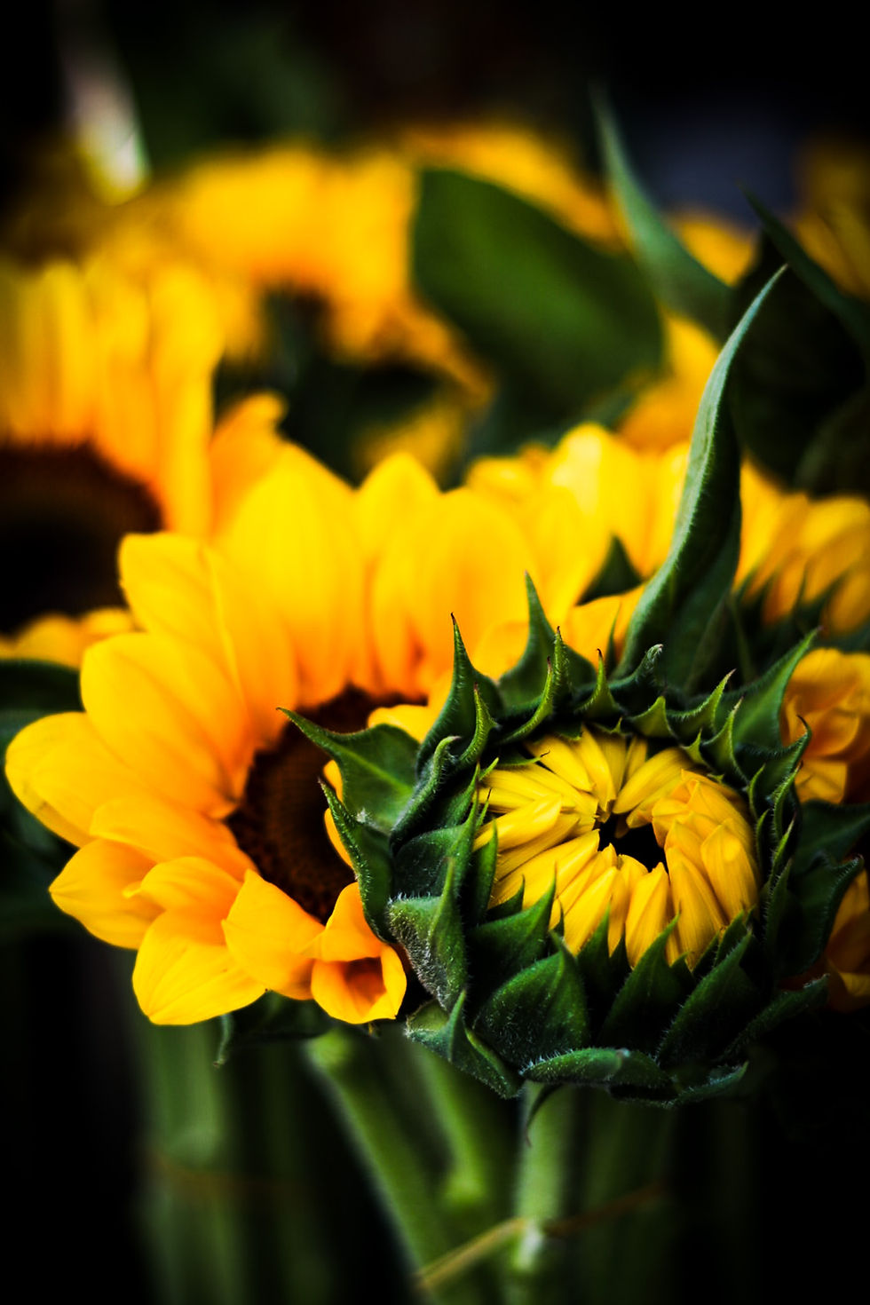Close-up of a sunflower in partial bloom surrounded by vibrant yellow petals and green foliage, symbolizing transition and structure in flower composition.