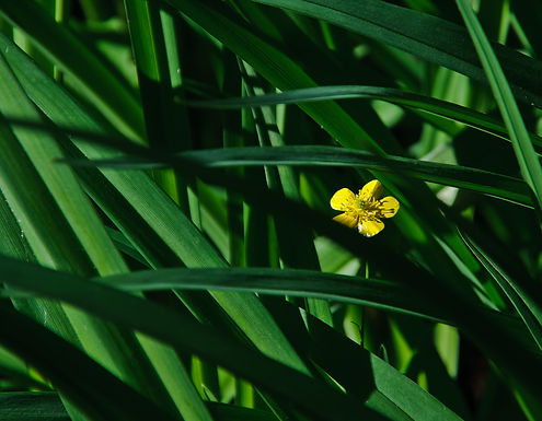 Air pollution can affect plant productivity by injurying flowers thereby reducing seedset. Cotyledon Environmental Consulting can collect and analyze vegetation and soil to determine potential pollution impacts