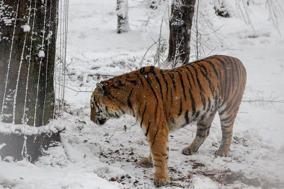 Tiger