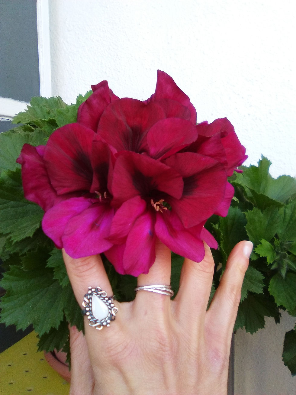 anillo plata vieja de leche materna Emociones eternas MamiAndMilk