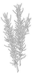 Illustrated Rosemary_edited.png