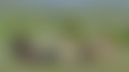 Abutres têm papel importante na natureza… e na economia!
