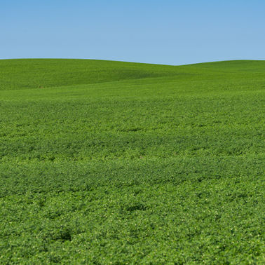 New Research from Northern Pulse Set to Empower Pulse Growers