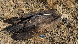 Grifo-de-Rüppell encontrado morto no Alentejo