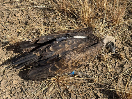 Grifo-de-Rüppell encontrado morto no Alentejo
