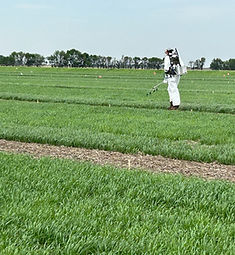 Wheat 4 pic.JPG