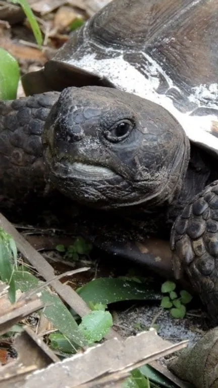 tortoise.webp