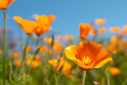 iStock-155974596.jpg