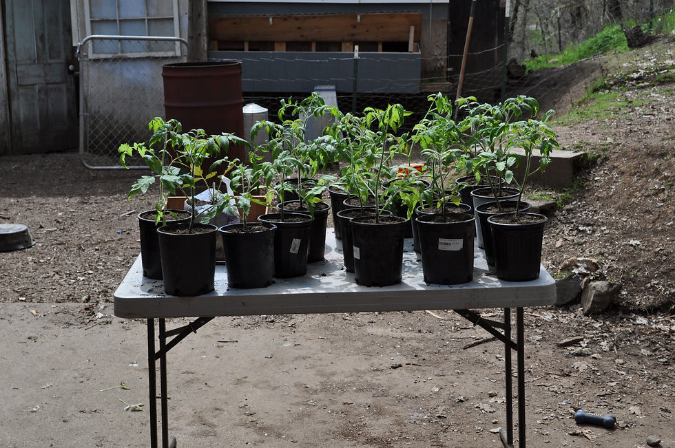 Done transplanting