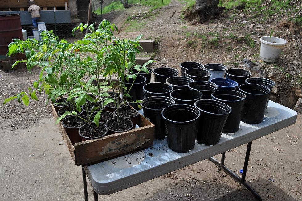 Gathering pots and plants