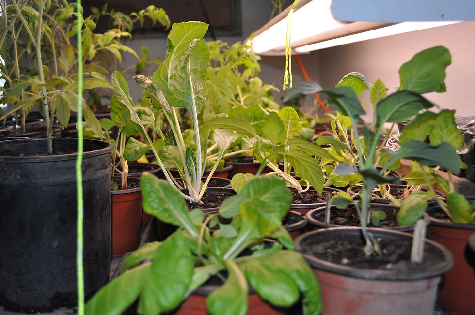 View of smaller seedlings