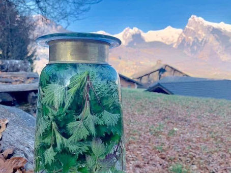 🌱🌿🌱🌿L’EAU D’ORTIE...🌱🌿🌱🌿