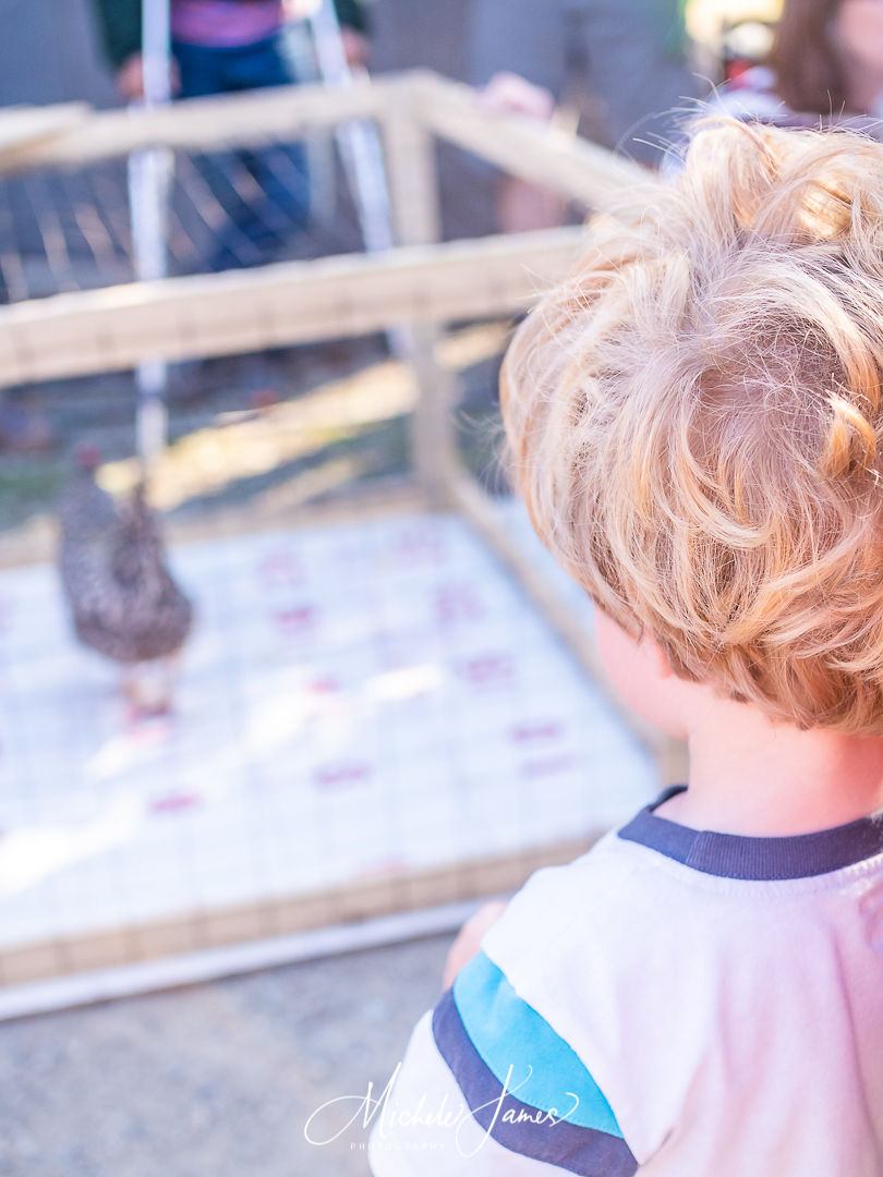 Chicken Schat Bingo