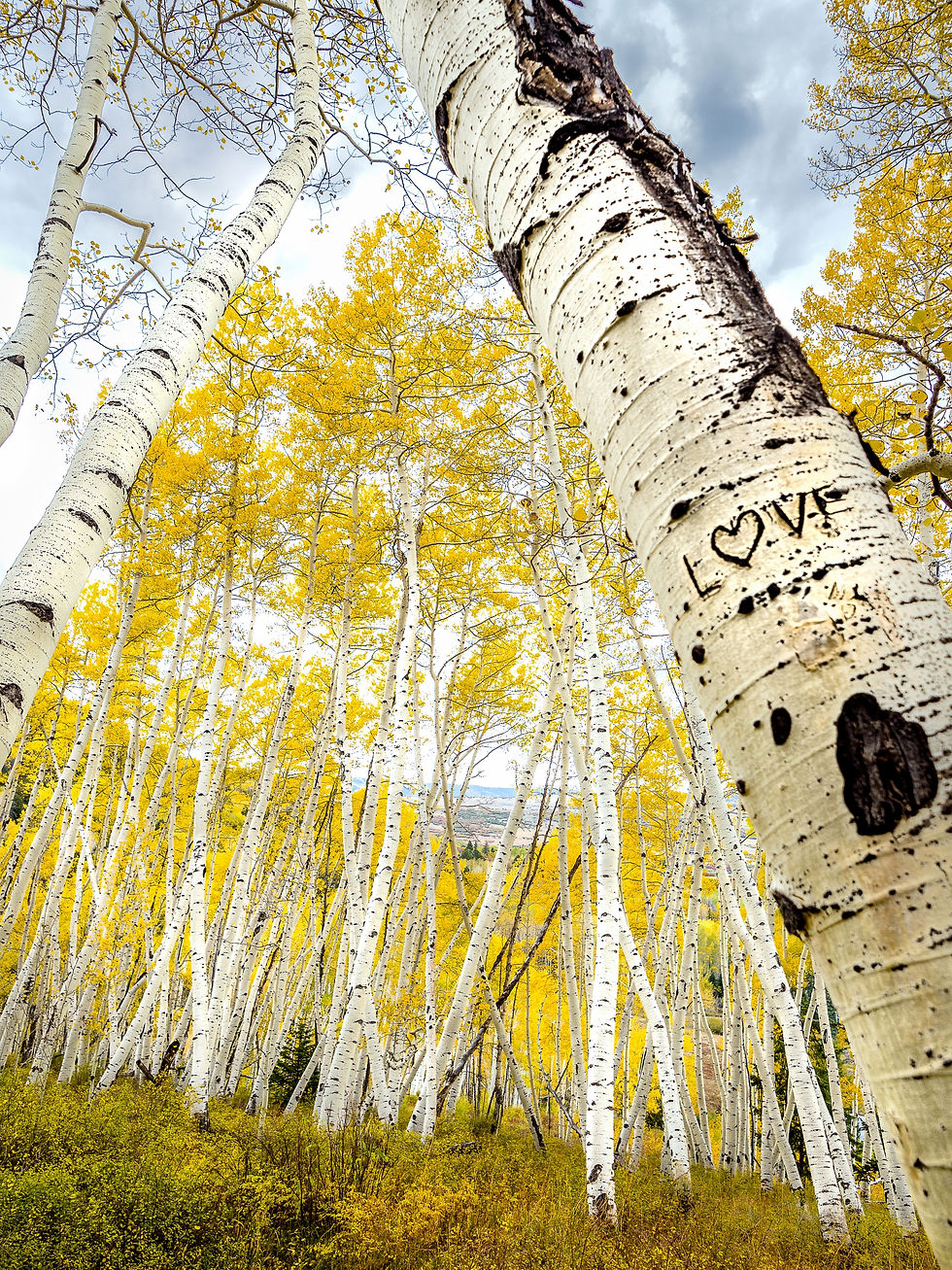 All You Need Is Love - Photograph by Michele James Photography, a California Photographer