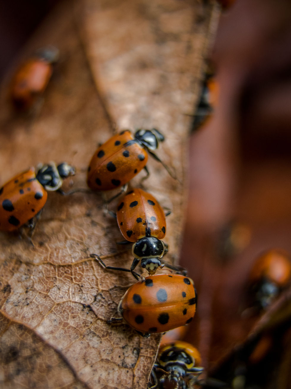 Lady Bug Migration - Photo by Michele James Photography, a California Photographer