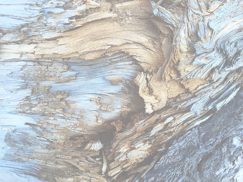 Dry Tree Trunk_edited.jpg