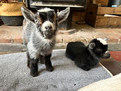 Logo Cité Cochons.png