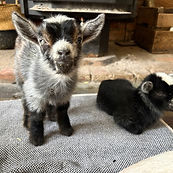 Logo Cité Cochons.png