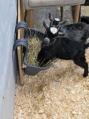 Logo Cité Cochons.png