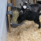 Logo Cité Cochons.png