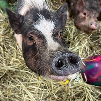 Logo Cité Cochons.png