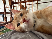 Logo Cité Cochons.png