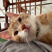 Logo Cité Cochons.png