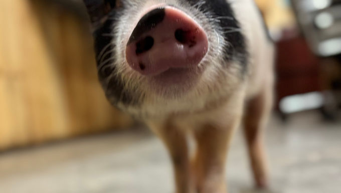 Bella