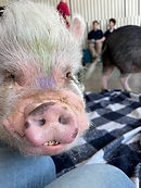 Logo Cité Cochons.png