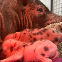 Logo Cité Cochons.png