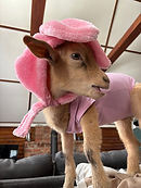 Logo Cité Cochons.png