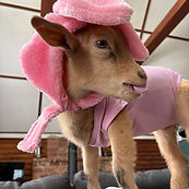 Logo Cité Cochons.png