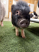 Logo Cité Cochons.png