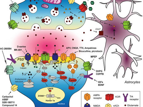 3. Wie aus einem Impuls biologische Realität wird