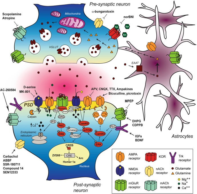 Zusammenfassung der an der Gedächtnisbildung beteiligten Signalwege. Ménard C. et al. (2015). Signaling Pathways to Cognition Enhancing Drug Targets. Handbook of Experimental Pharmacology. DOI 10.1007/978-3-319-16522-6_3