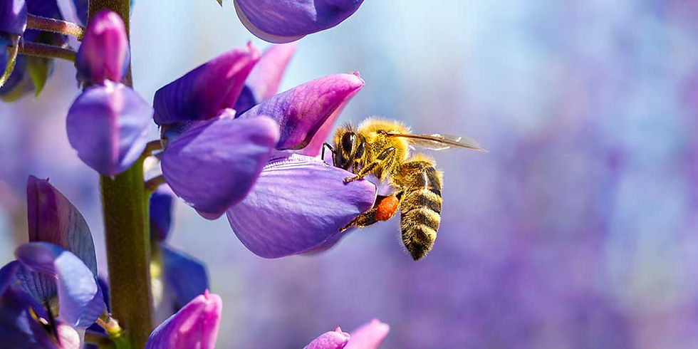 Honey bee gathering nectar for Don Victor Pure Honey with Comb, perched on a bright purple flower.